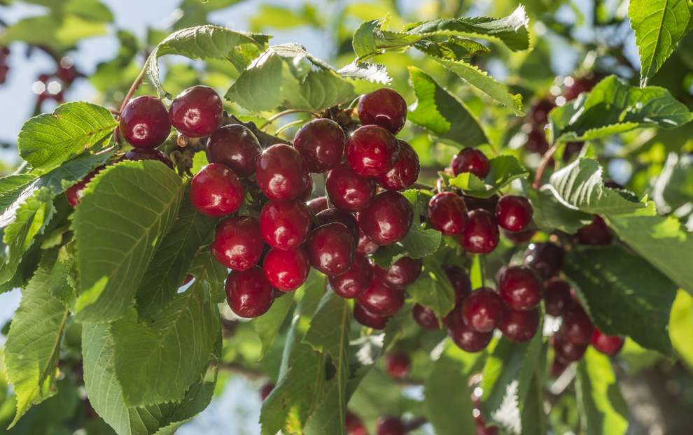 農(nóng)藥殘留分析：技術(shù)特點(diǎn)、分類與關(guān)鍵步驟詳解！