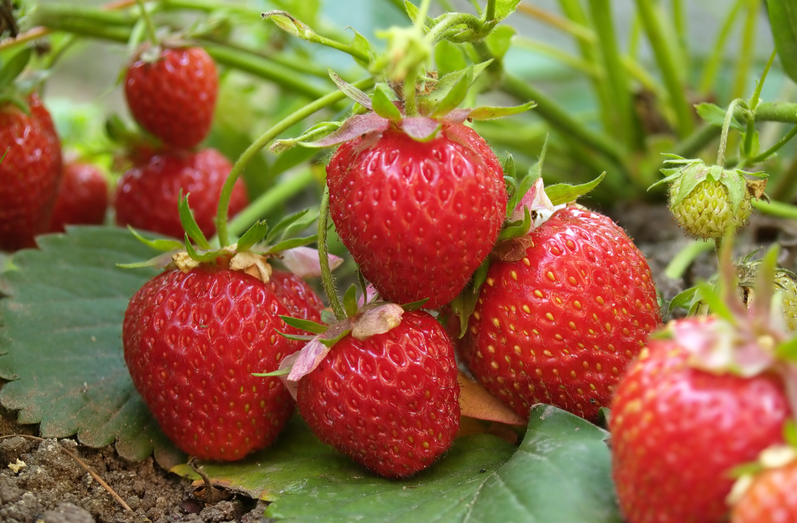 恒譜生：專業(yè)水果檢測，守護舌尖上的安全！