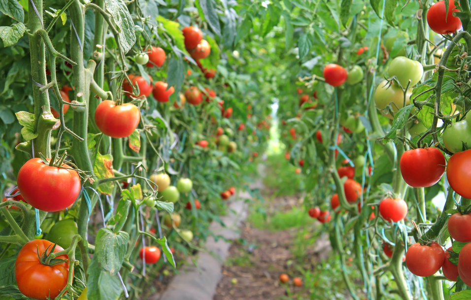 恒譜生：水果檢測，守護舌尖上的安全！