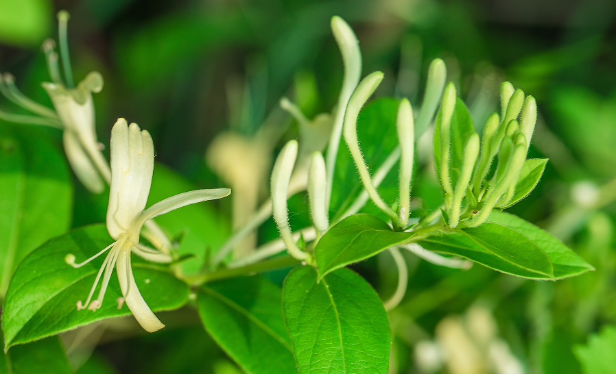 中藥丨金銀花含量測定①(中國藥典2025版)！