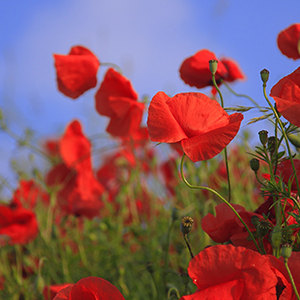 警惕食品安全！液相色譜法助力“罌粟添加劑”檢測(cè)